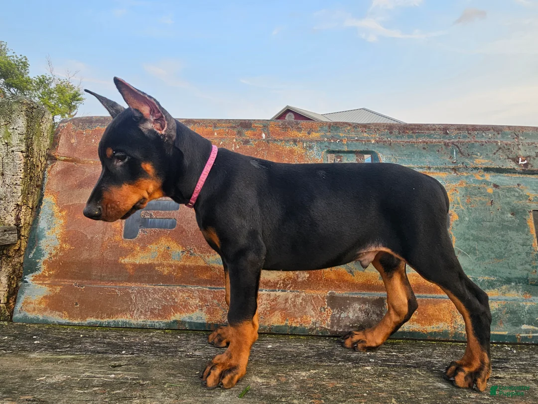 Doberman Pinscher dogs for sale: Bright Pink Collar Boy  - Ad 2