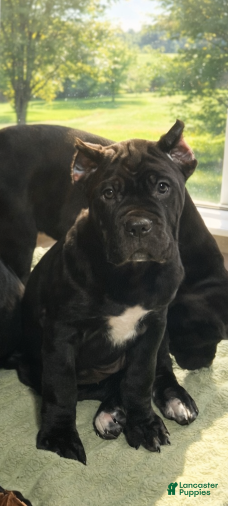 Cane Corso dogs Cane Corso Puppy 3 Leo - Ad 3