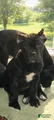 Cane Corso Puppy 3 Leo