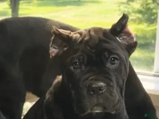 Cane Corso dogs Cane Corso Puppy 3 Leo - Ad 3