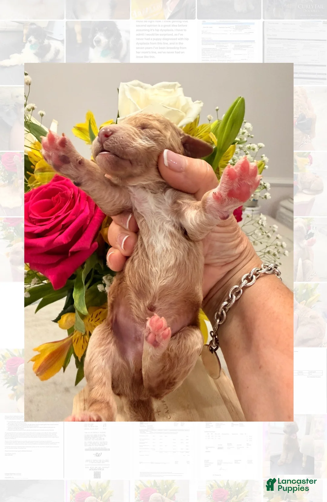 Standard Poodle dogs for sale: Tarzan - Ad 2