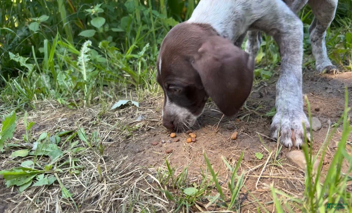 German Shorthaired Pointer dogs Gary - Ad 42