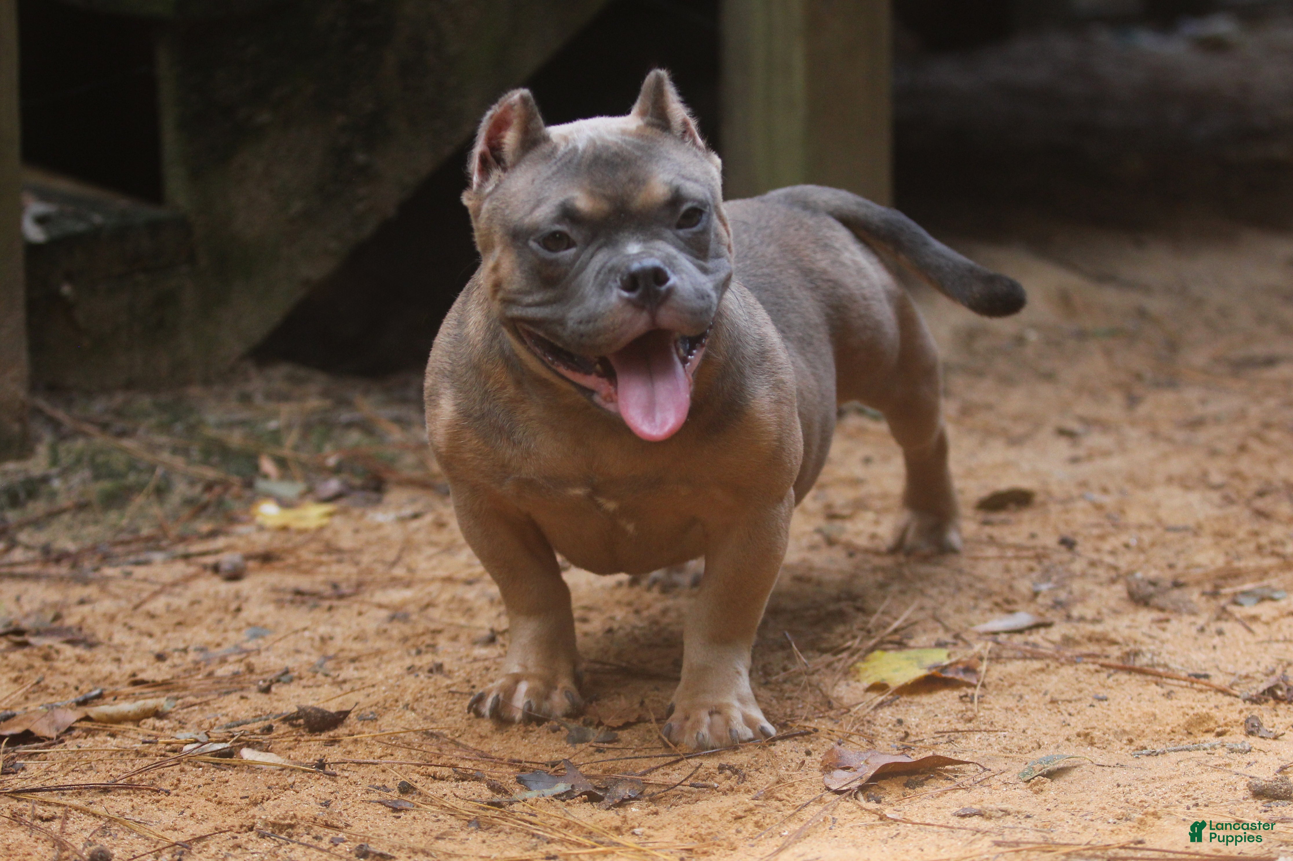 American Bully dogs Fawn Male - Ad 1