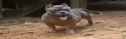 American Bully dogs for sale: Fawn Male - Ad 1