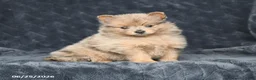 Pomeranian dogs for sale: Daisy - Ad 3
