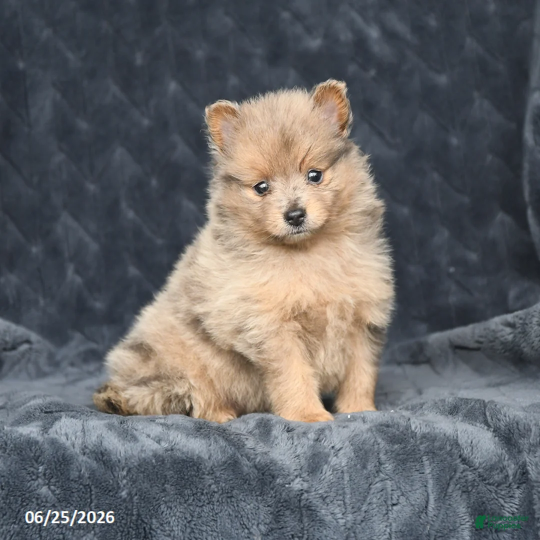 Pomeranian dogs for sale: Daisy - Ad 3