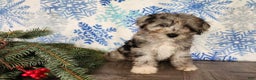 Mini Bernedoodle dogs for sale: Angel - Ad 14