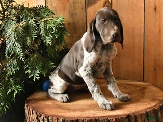 German Shorthaired Pointer dogs Cora - Ad 31