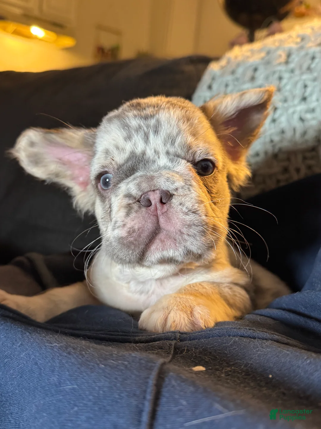 French Bulldog dogs for sale: Big Rope Lilac tan Merle Fluffy Male  - Ad 23
