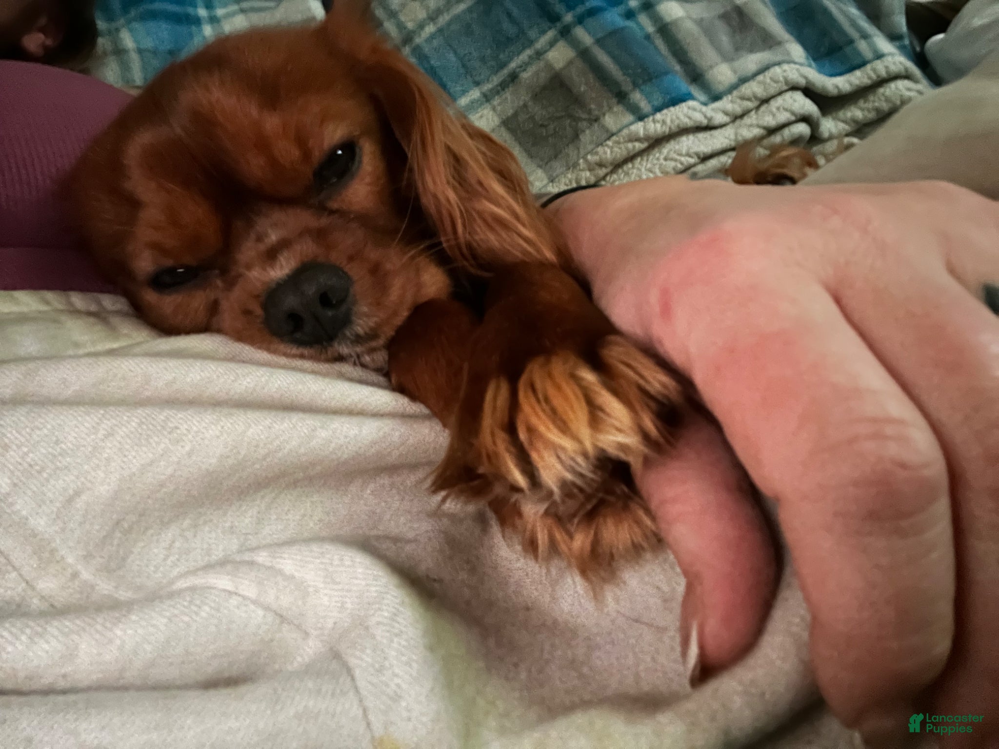 Cavalier King Charles Spaniel dogs for stud: RUBY Cavalier King Charles Spaniel STUD SERVICE - Ad 7
