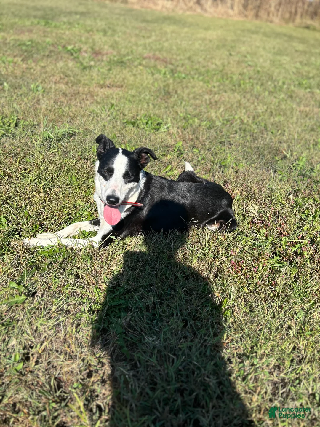 Border Collie dogs for sale: Border Collie Puppy 2 - Ad 2