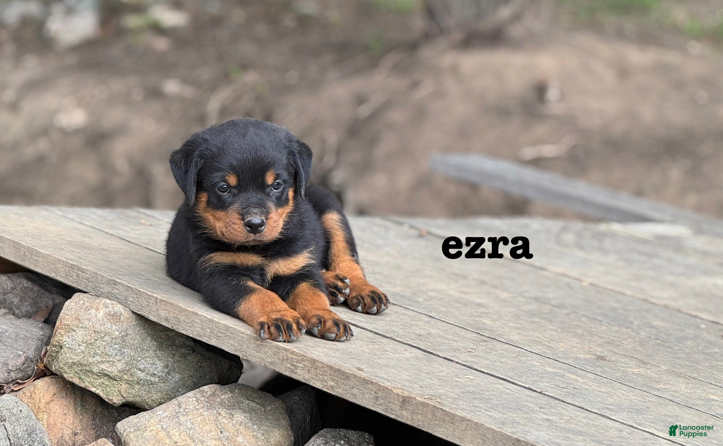 Rottweiler dogs Ezra  - Ad 1