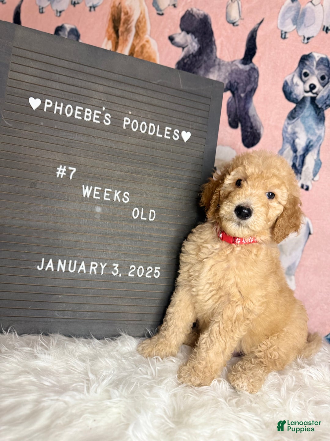 Standard Poodle dogs for sale: Standard Poodle Puppy 1 - Ad 4