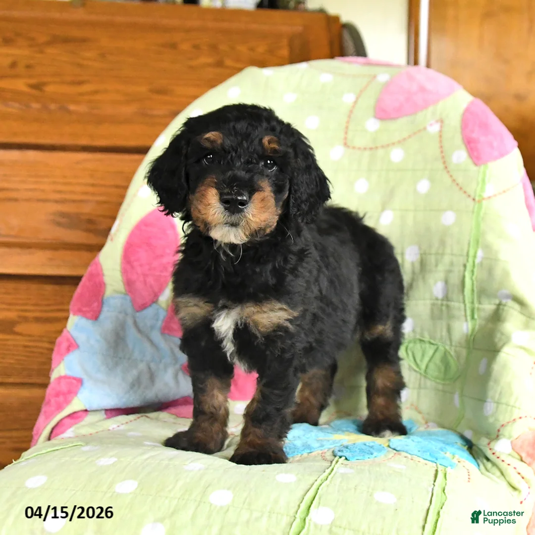 Mini Goldendoodle dogs for sale: Kurt - Ad 2