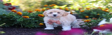 Benji