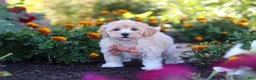 Havapoo dogs for sale: Benji - Ad 1