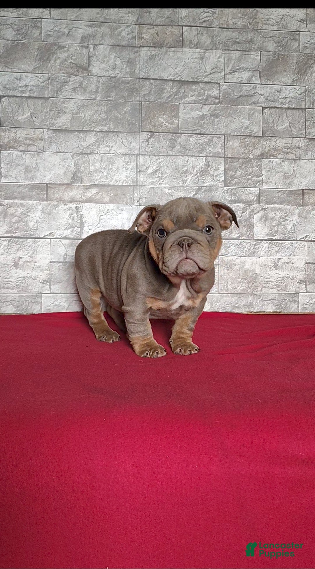 English Bulldog dogs for sale: Rose - Ad 5