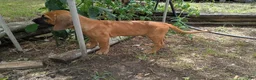 Mixed Breed dogs for sale: Thelma - Ad 2