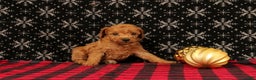 Miniature Poodle dogs for sale: Wagler - Ad 2