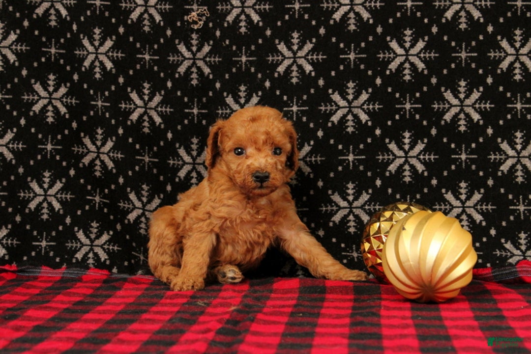 Miniature Poodle dogs for sale: Wagler - Ad 2