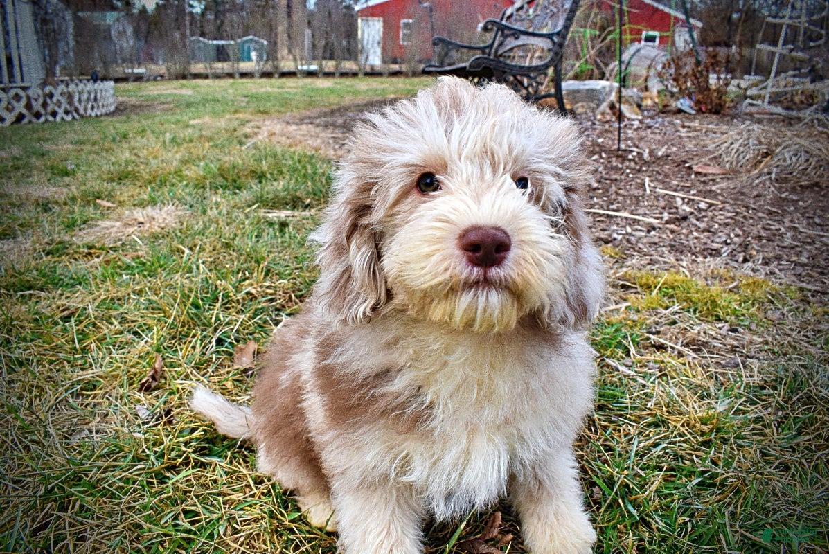 Havapoo dogs Valor - Ad 31