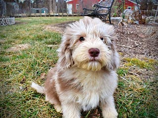 Havapoo dogs Valor - Ad 32