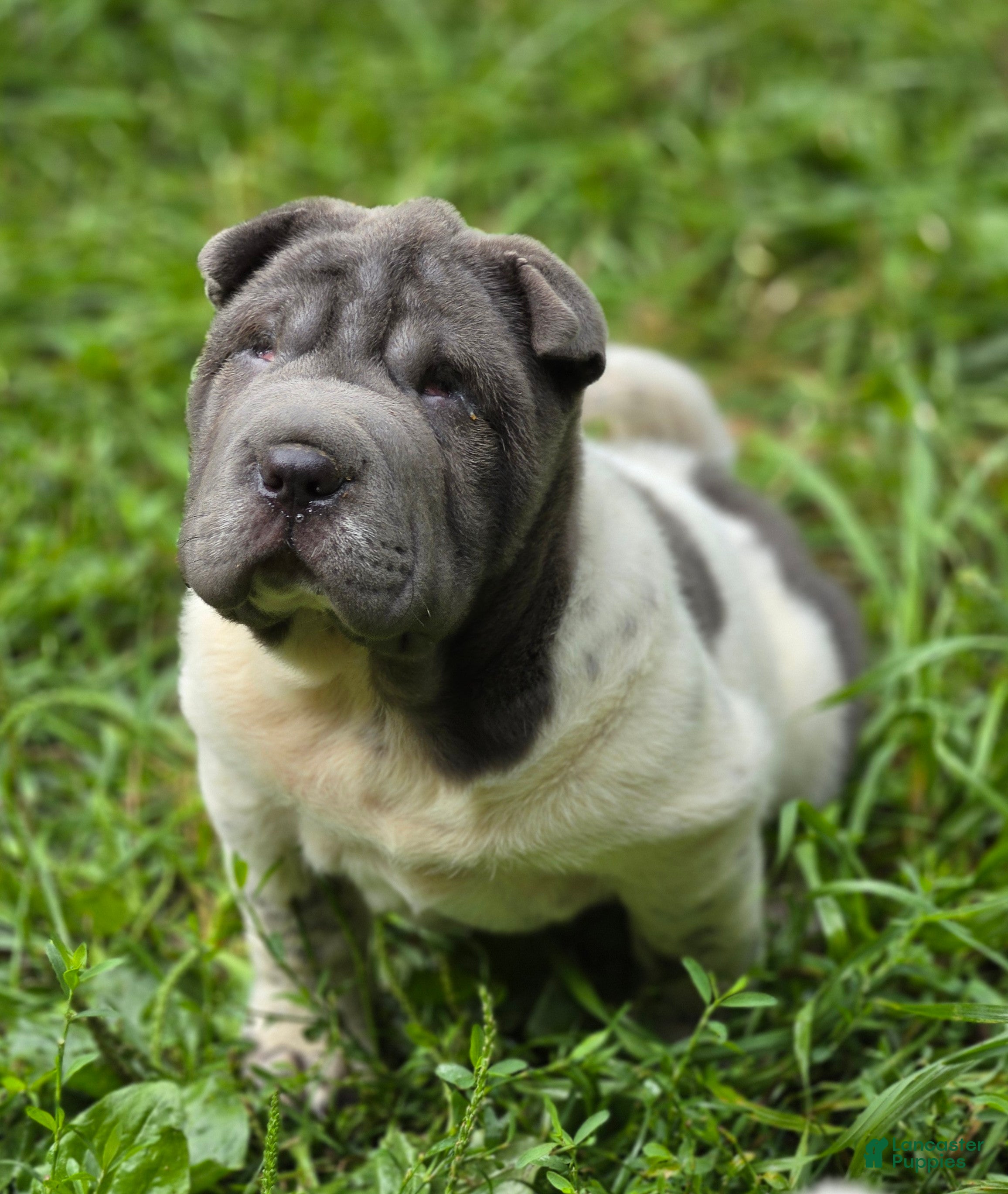 Shar Pei dogs Tina blue flower brush coat mini - Ad 2