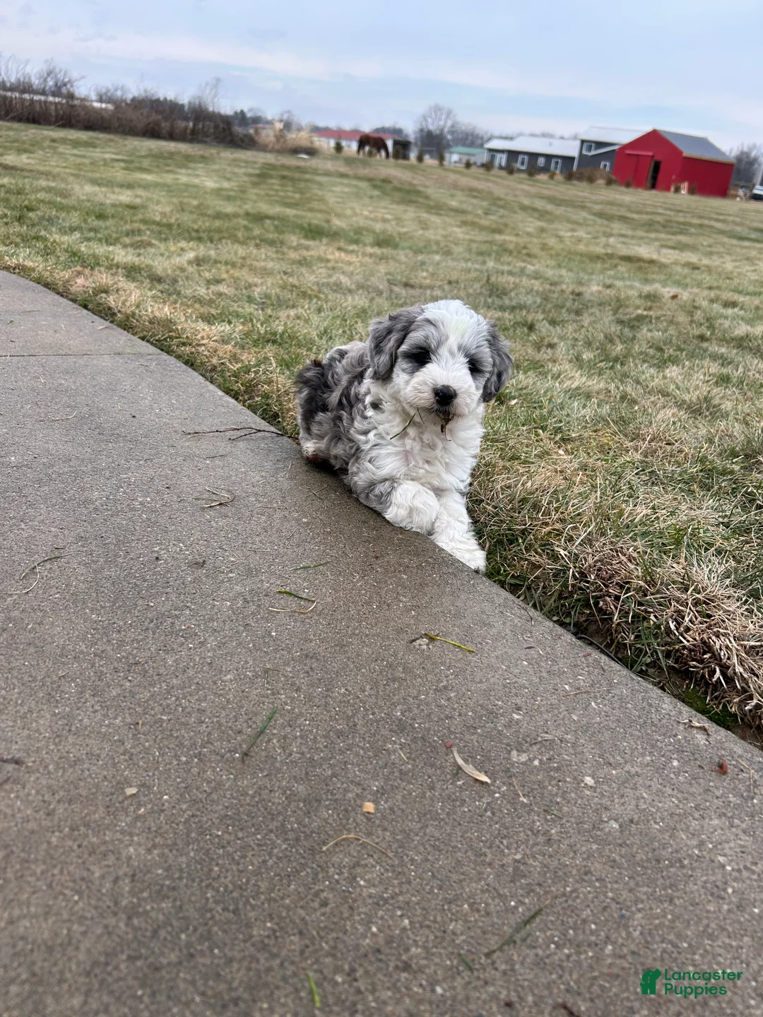 Mixed Breed dogs for sale: Ricky - Ad 2