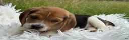 Beagle dogs for sale: Addie - Ad 10