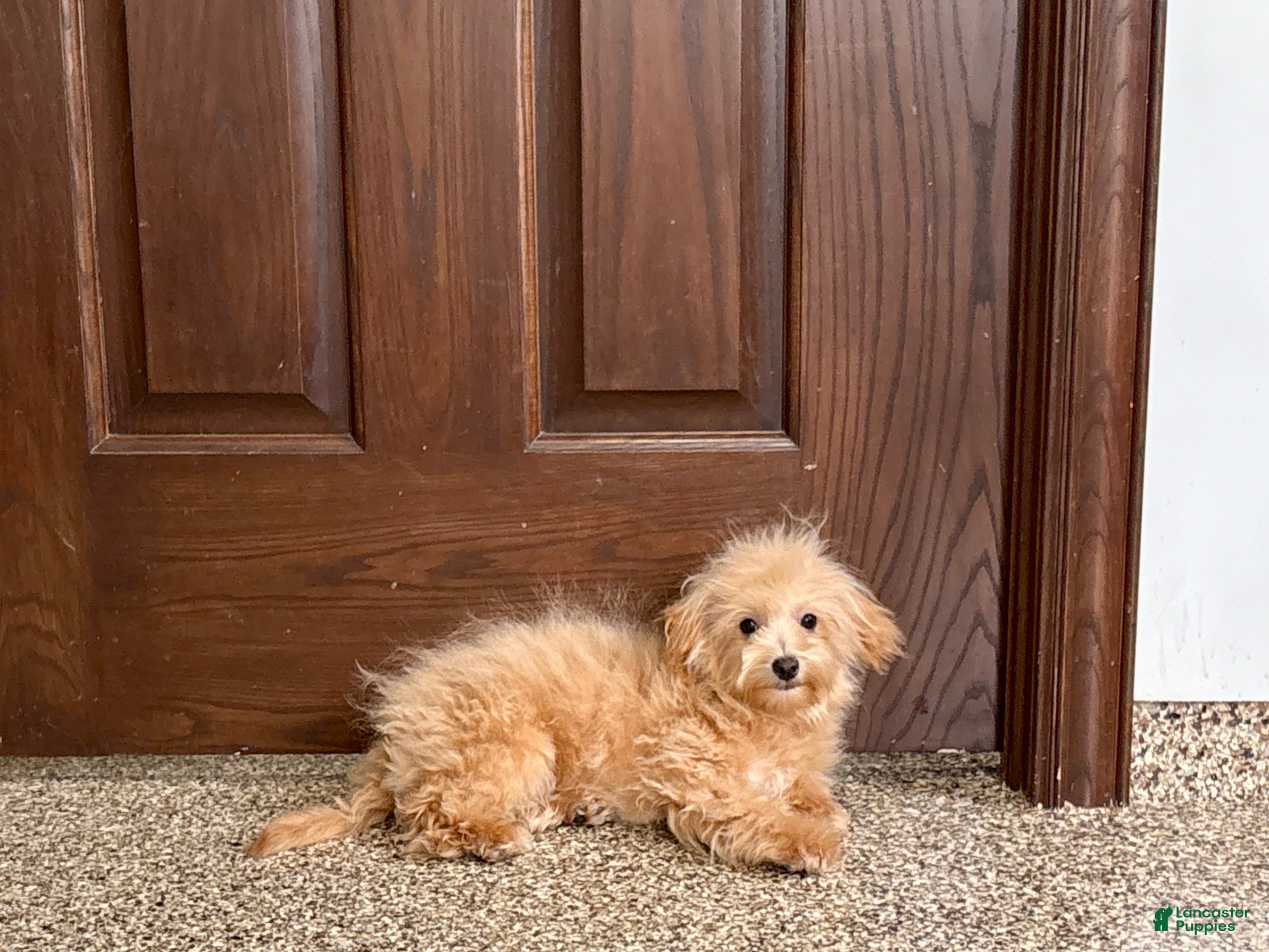 Maltipoo dogs Maltipoo Male Puppy 2 - Ad 1