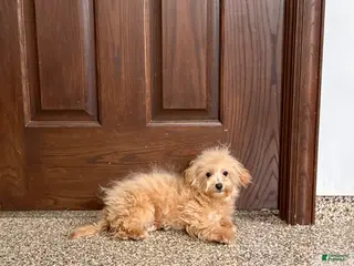 Maltipoo dogs for sale: Maltipoo Male Puppy 2 - Ad 4