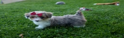 Corgipoo dogs for sale: NANCY - Ad 12