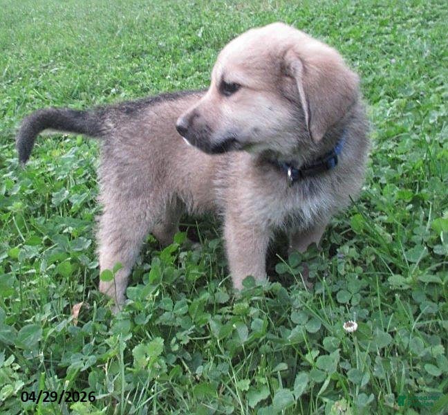 Mixed Breed dogs Azalea - Ad 2