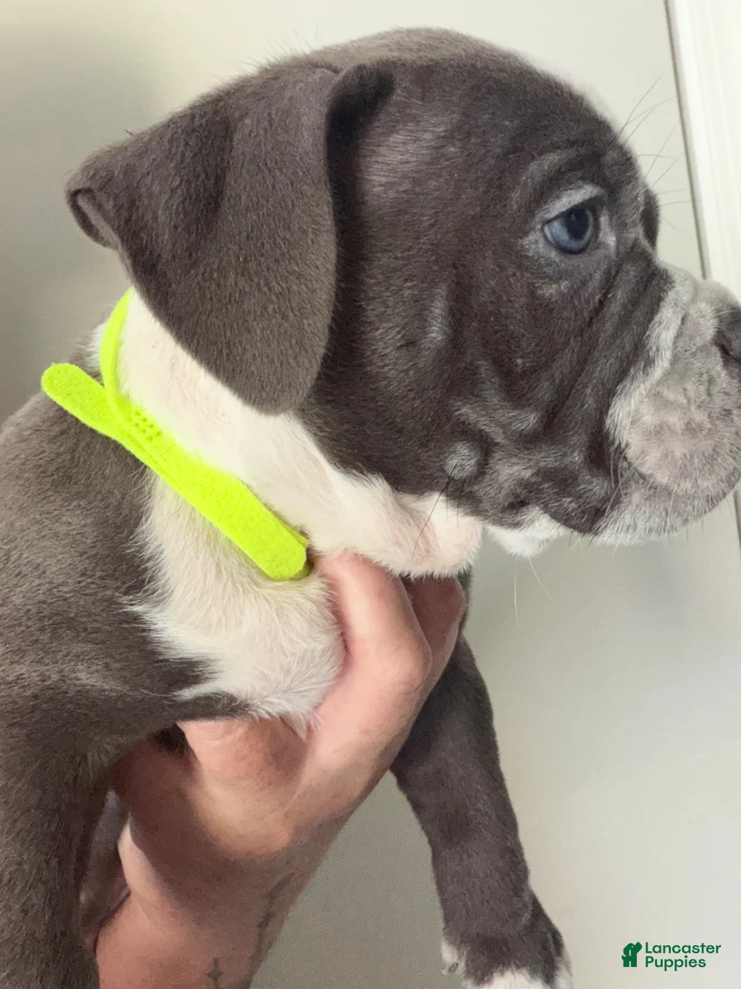 American Bully dogs for sale: American Bully 4 is a male  - Ad 2