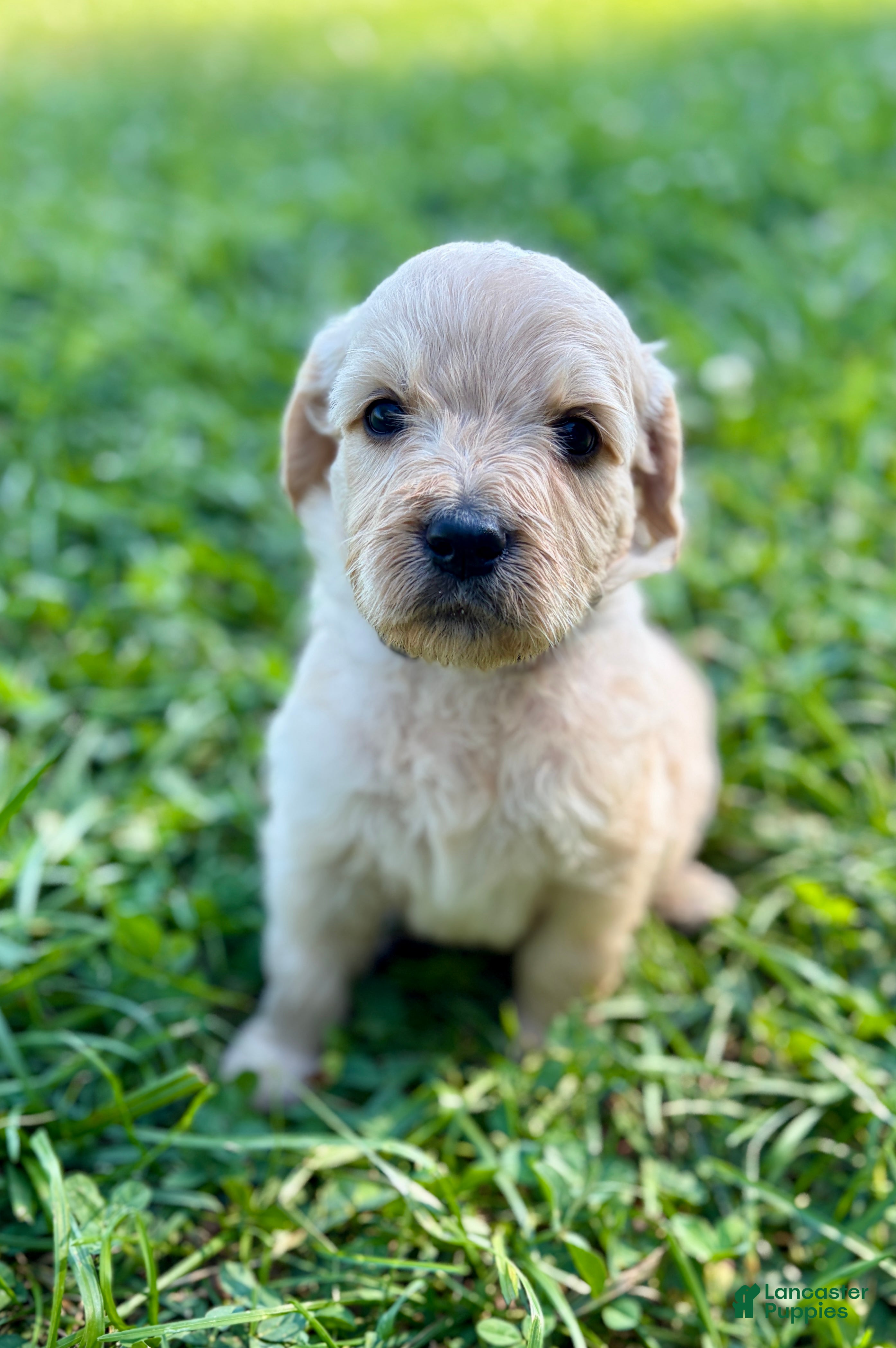Goldendoodle dogs Goldendoodle 2 - Ad 5