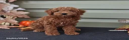 Miniature Poodle dogs for sale: Spencer  - Ad 5
