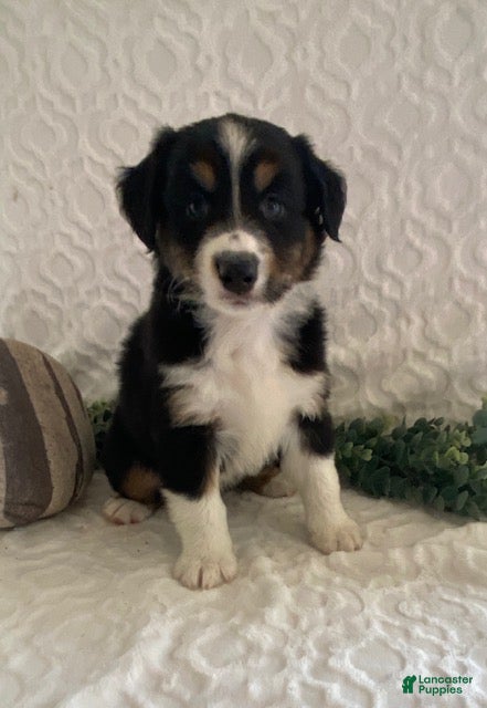 Australian Shepherd dogs Rex - Ad 2
