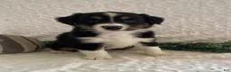 Australian Shepherd dogs for sale: Rex - Ad 2