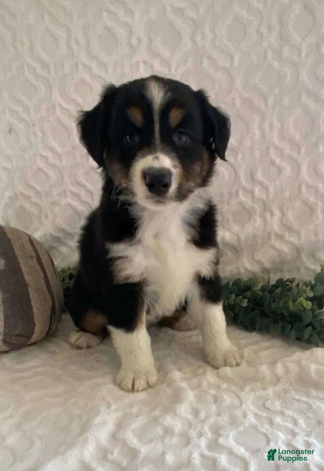 Australian Shepherd dogs for sale: Rex - Ad 2