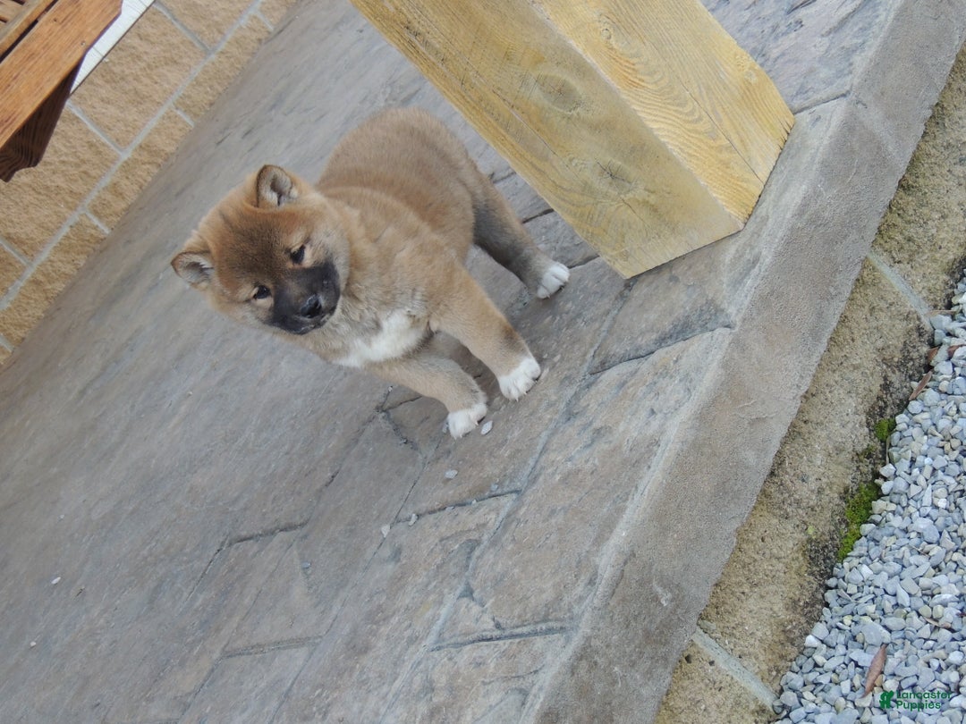Shiba Inu dogs for sale: RYDER - Ad 4