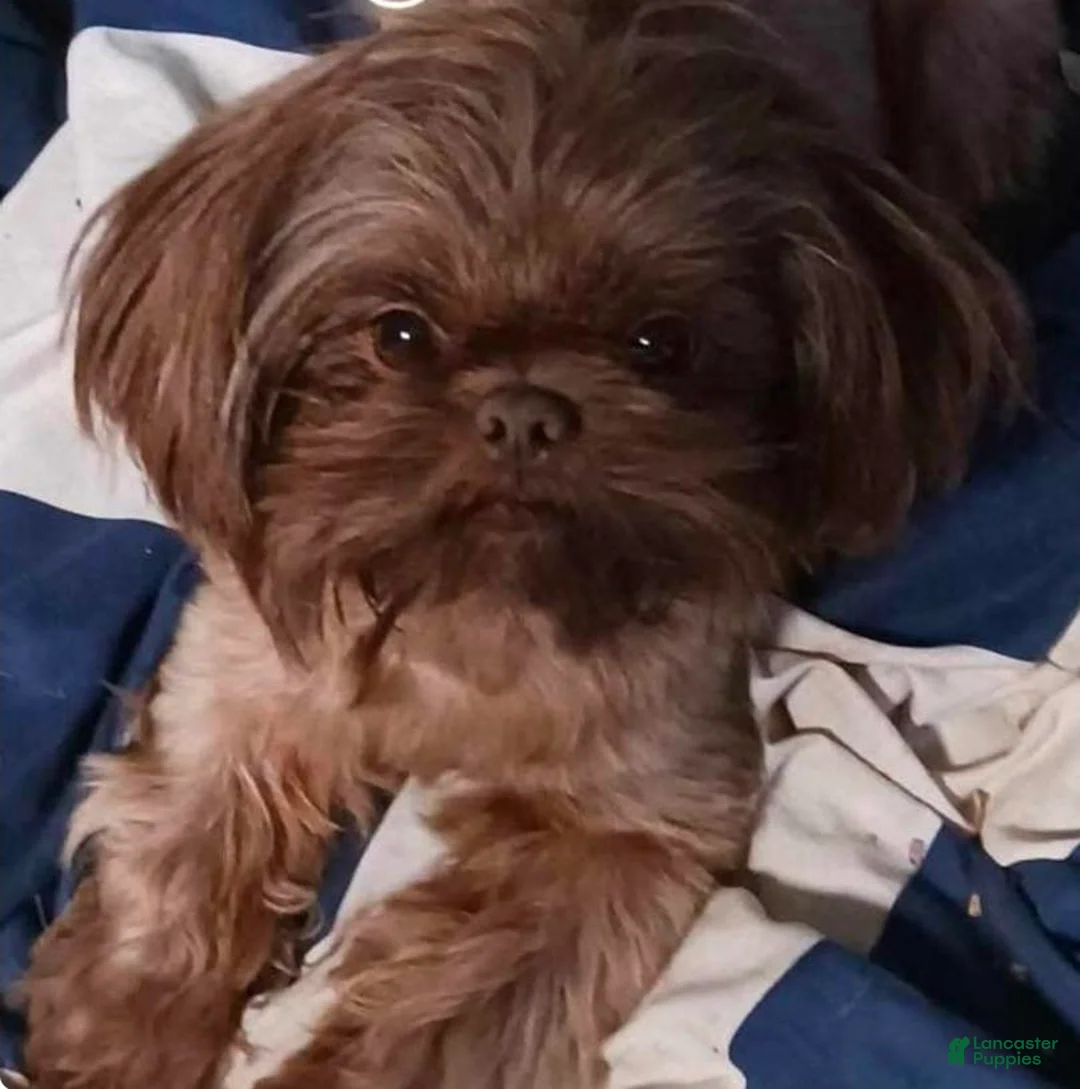 Shih Tzu dogs for sale: Shih Tzu Puppy 3 - Ad 5