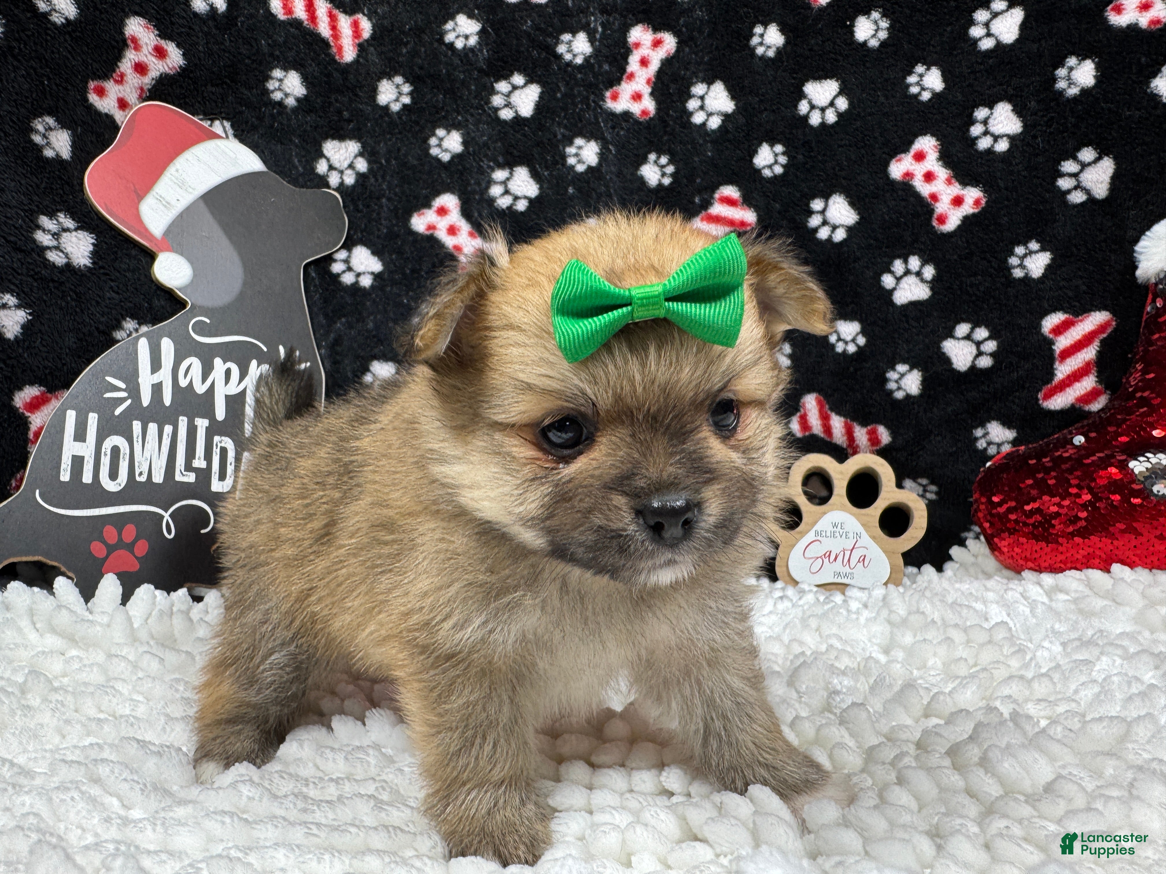 Pomeranian dogs Pomeranian Puppy 3 - Ad 40