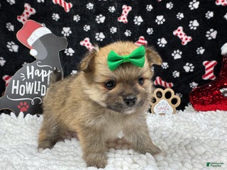 Pomeranian dogs Pomeranian Puppy 3 - Ad 6