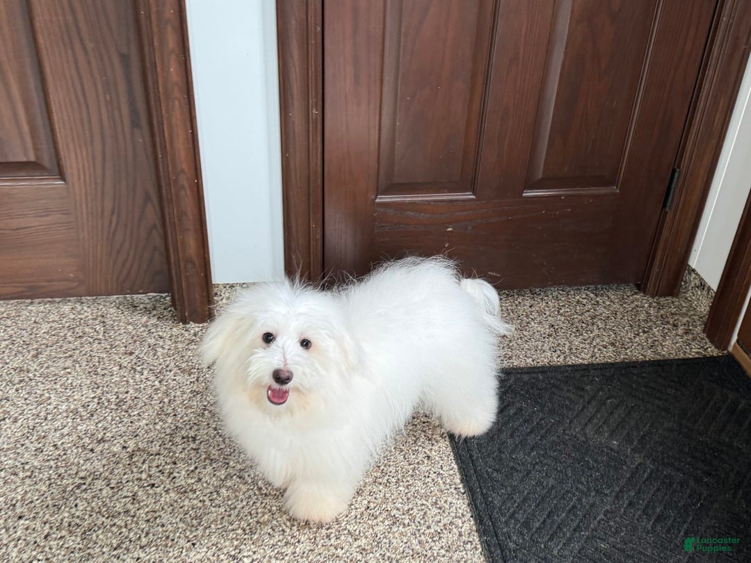 Coton De Tulear dogs for sale: Jj - Ad 5