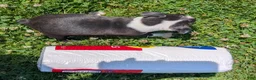 Boston Terrier dogs for sale: Graham Cracker - Ad 8