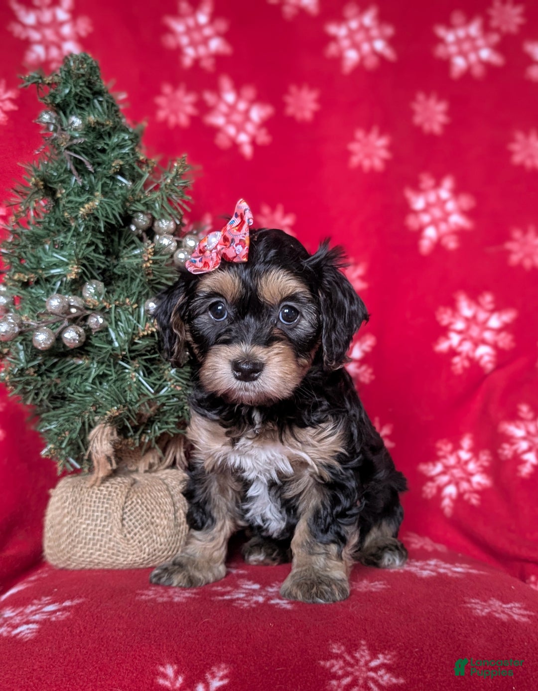Havapoo dogs for sale: Cali Ready for Christmas!!! - Ad 1