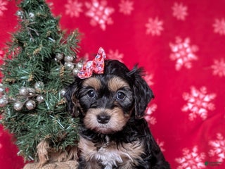 Havapoo dogs Cali Ready for Christmas!!! - Ad 30