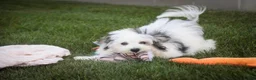 Havanese dogs for sale: Twila Havanese Puppy  - Ad 2