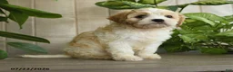 Cavachon dogs for sale: Maleah - Ad 5