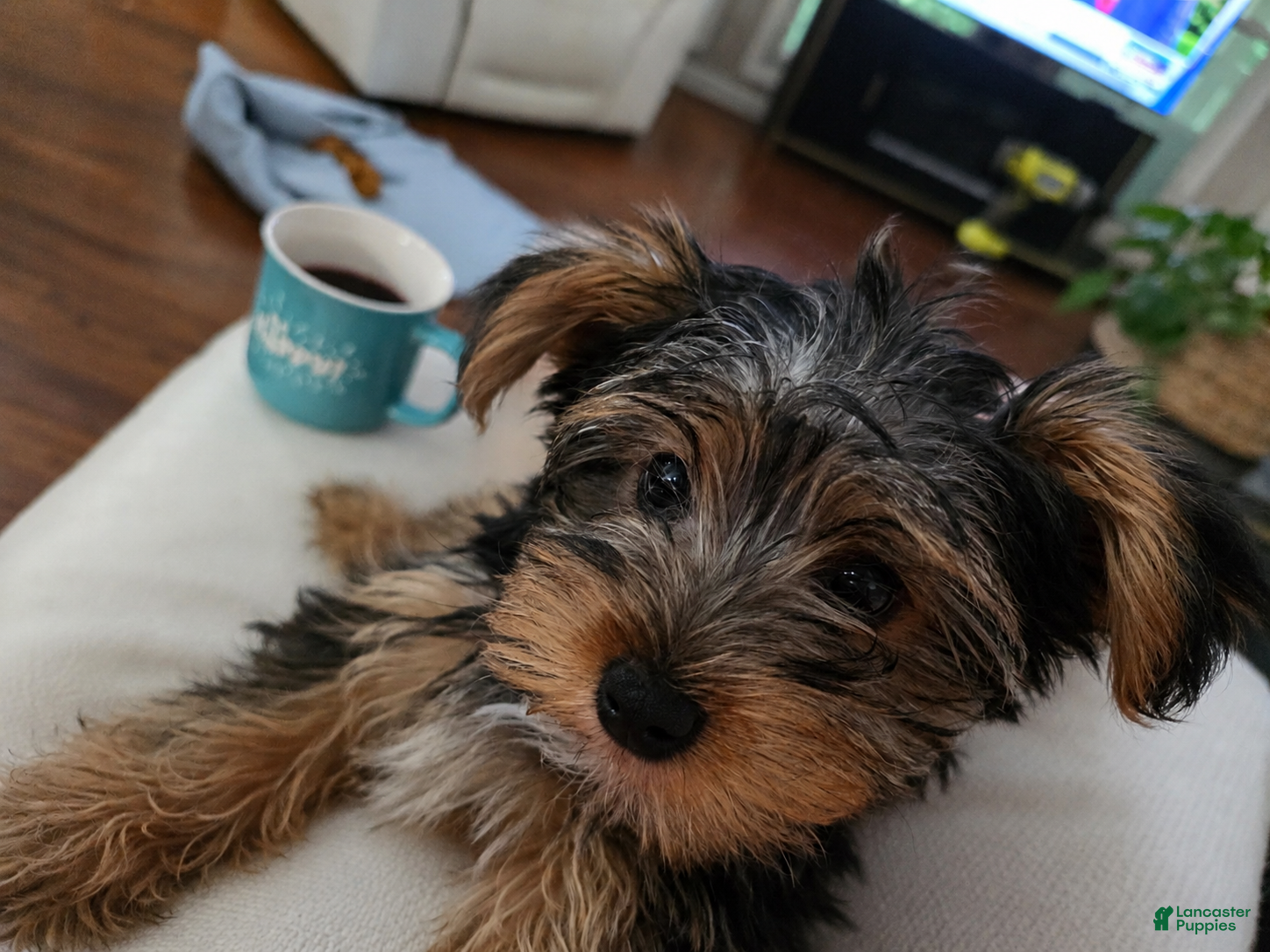 Yorkshire Terrier dogs T-Rex - Ad 2